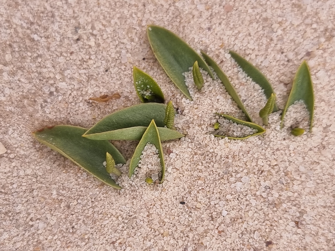 Ophioglossum polyphyllum  Geotagged,Israel,Ophioglossum polyphyllum,Southern Adder's Tongue,Winter