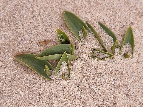 Ophioglossum polyphyllum  Geotagged,Israel,Ophioglossum polyphyllum,Southern Adder's Tongue,Winter