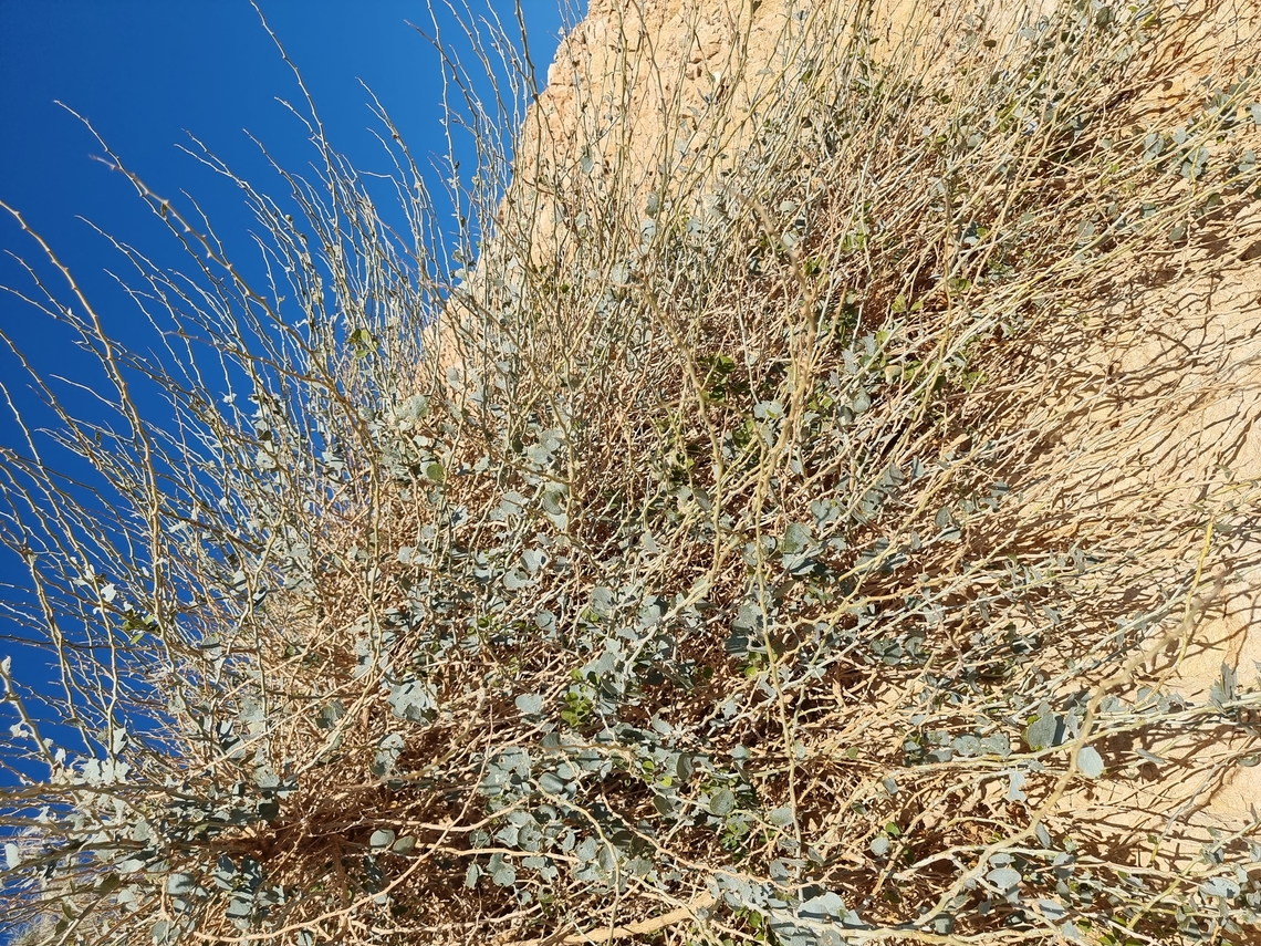 Capparis aegyptia  Capparis aegyptia,Egyptian Caper,Geotagged,Israel,Winter