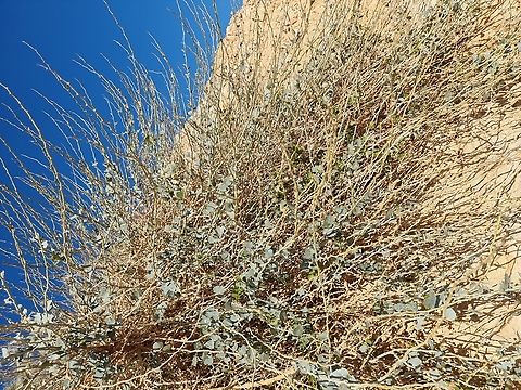 Capparis aegyptia  Capparis aegyptia,Egyptian Caper,Geotagged,Israel,Winter