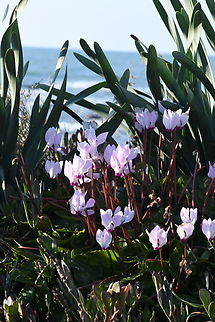 Cyclamen persicum  Cyclamen persicum,Geotagged,Israel,Persian cyclamen,Winter