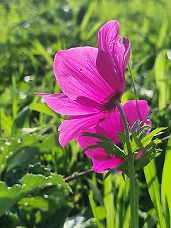 Anemone coronaria  Anemone coronaria,Geotagged,Israel,Poppy anemone,Winter