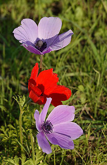 Anemone coronaria  Anemone coronaria,Geotagged,Israel,Poppy anemone,Winter