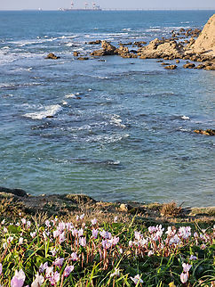 Cyclamen persicum  Cyclamen persicum,Geotagged,Israel,Persian cyclamen,Winter