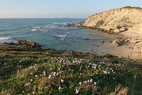 Cyclamen persicum  Cyclamen persicum,Geotagged,Israel,Persian cyclamen,Winter