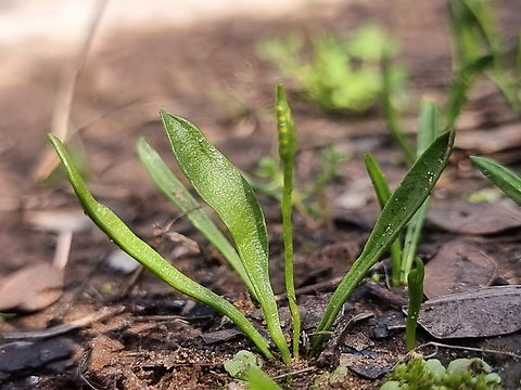 Ophioglossum lusitanicum  Geotagged,Israel,Least adder's-tongue,Ophioglossum lusitanicum,Winter