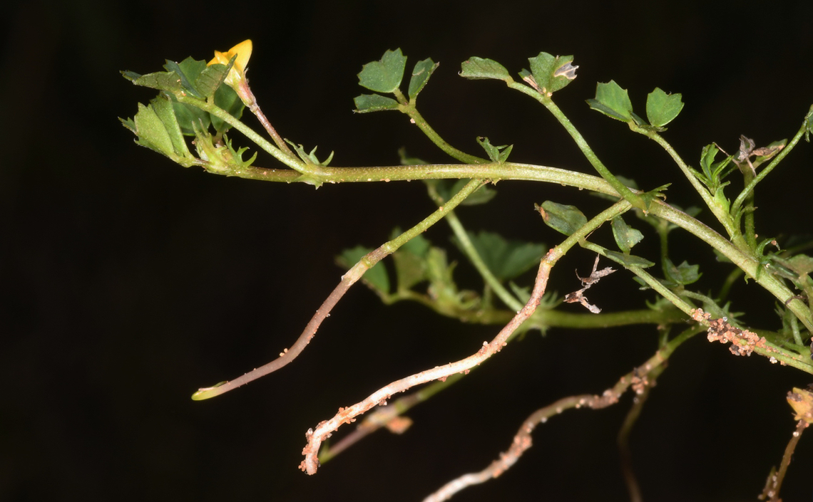 Factorovskya aschersoniana  Factorovskya aschersoniana,Geotagged,Israel,Winter