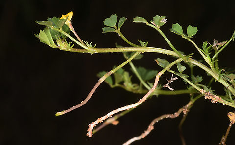 Factorovskya aschersoniana  Factorovskya aschersoniana,Geotagged,Israel,Winter