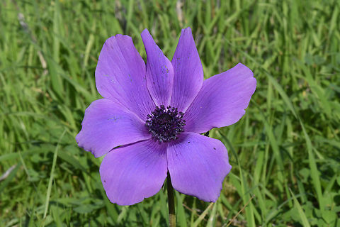 Anemone coronaria  Anemone coronaria,Geotagged,Israel,Poppy anemone,Winter