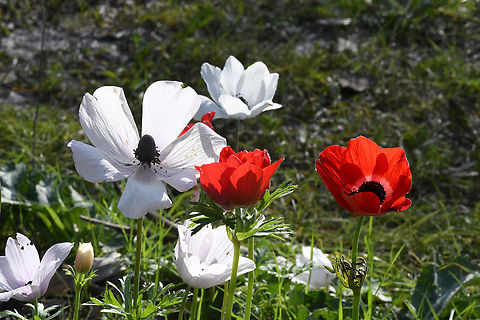 Anemone coronaria  Anemone coronaria,Geotagged,Israel,Poppy anemone,Winter