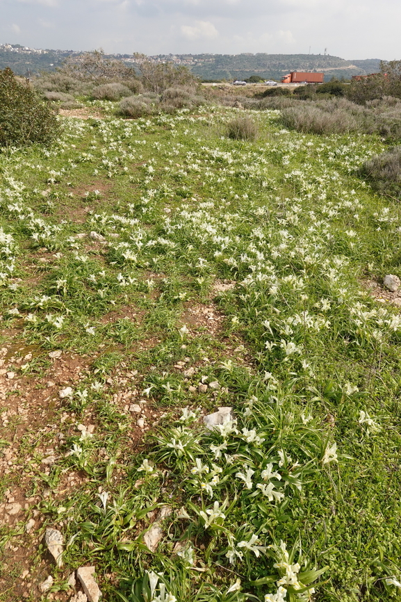 Iris palaestina  Geotagged,Iris palaestina,Israel,Winter