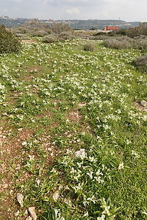 Iris palaestina  Geotagged,Iris palaestina,Israel,Winter