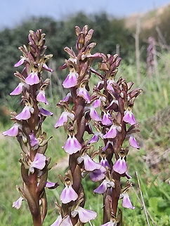 Anacamptis collina  Anacamptis collina,Ancamptis collina,Geotagged,Israel,Winter