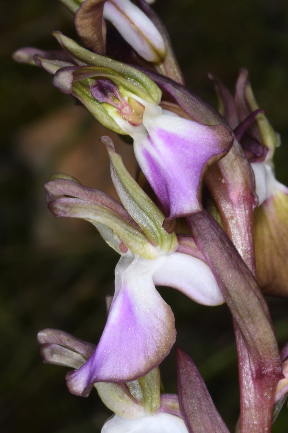 Anacamptis collina  Anacamptis collina,Ancamptis collina,Geotagged,Israel,Winter