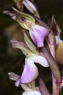 Anacamptis collina  Anacamptis collina,Ancamptis collina,Geotagged,Israel,Winter