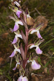 Anacamptis collina  Anacamptis collina,Ancamptis collina,Geotagged,Israel,Winter