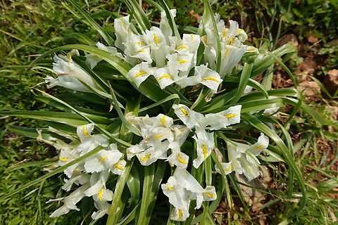 Iris palaestina  Geotagged,Iris palaestina,Israel,Winter