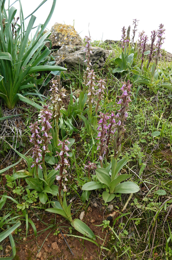 Anacamptis collina  Anacamptis collina,Ancamptis collina,Geotagged,Israel,Winter