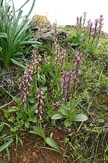 Anacamptis collina  Anacamptis collina,Ancamptis collina,Geotagged,Israel,Winter