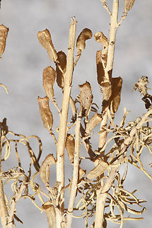 Reseda stenostachya  Geotagged,Israel,Reseda stenostachya,Winter