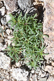 Tetraena simplex  Geotagged,Israel,Tetraena simplex,Winter
