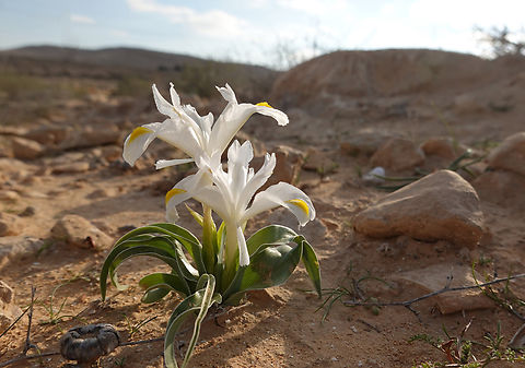 Iris regis-uzziae  Geotagged,Iris regis-uzziae,Israel,King Uzziae Iris,Winter