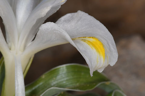 Iris regis-uzziae  Geotagged,Iris regis-uzziae,Israel,King Uzziae Iris,Winter
