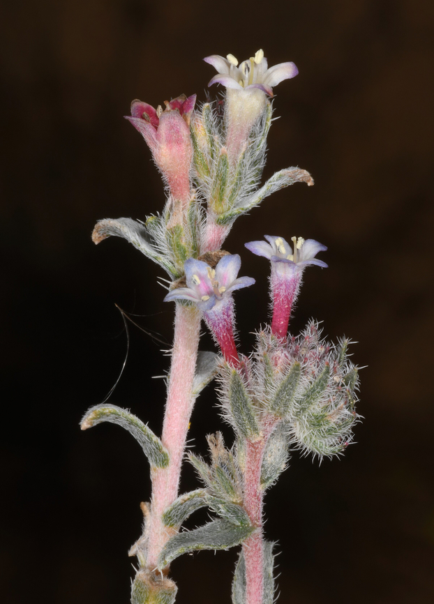 Moltkiopsis ciliata  Geotagged,Israel,Moltkiopsis,Moltkiopsis ciliata,Winter