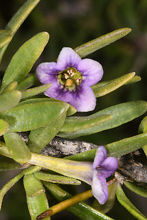 Lycium schweinfurthii  Geotagged,Israel,Lycium schweinfurthii,Winter