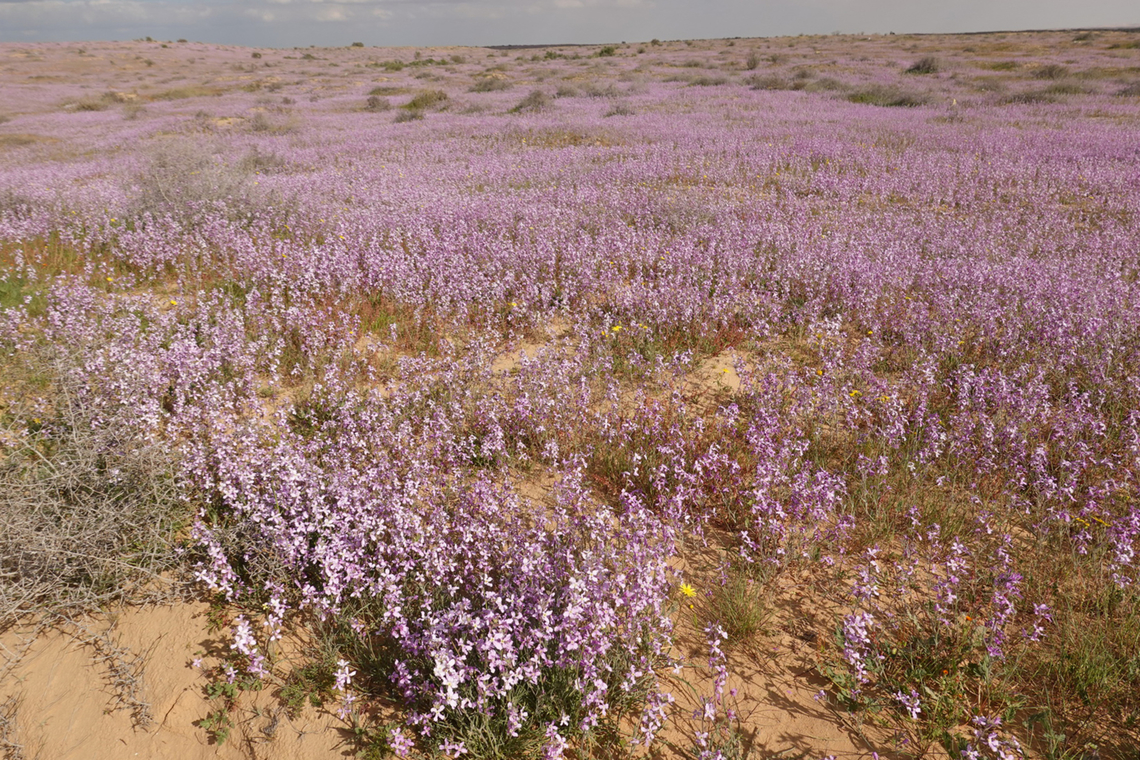 Matthiola aspera  Geotagged,Israel,Matthiola aspera,Winter