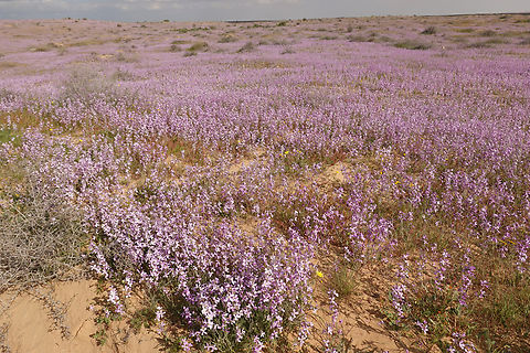 Matthiola aspera  Geotagged,Israel,Matthiola aspera,Winter