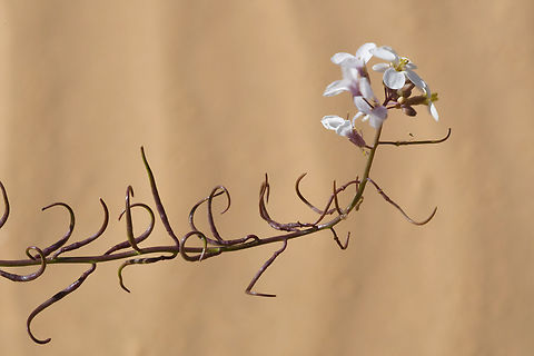 Erucaria pinnata  Erucaria pinnata,Geotagged,Israel,Winter