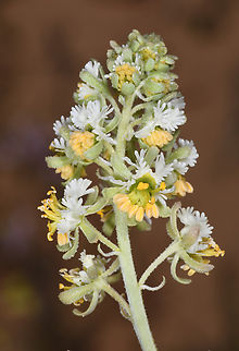 Reseda arabica  Geotagged,Israel,Reseda arabica,Winter