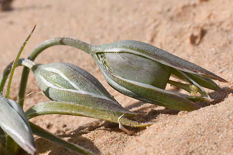 Gagea circumplexa fruit  Gagea circumplexa,Geotagged,Israel,Winter