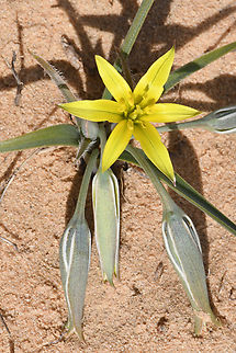 Gagea circumplexa  Gagea circumplexa,Geotagged,Israel,Winter