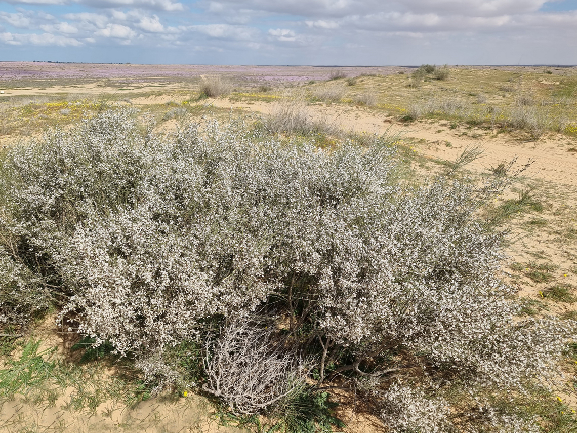 Retama raetam  Geotagged,Israel,Retama raetam,Winter