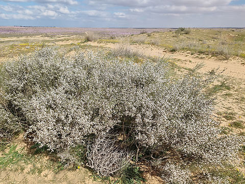 Retama raetam  Geotagged,Israel,Retama raetam,Winter