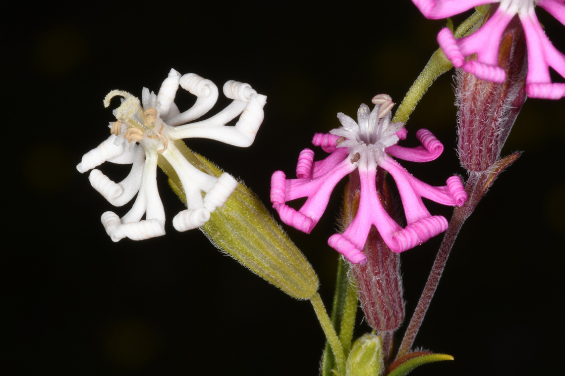 Silene colorata  Geotagged,Israel,Silene colorata,Winter