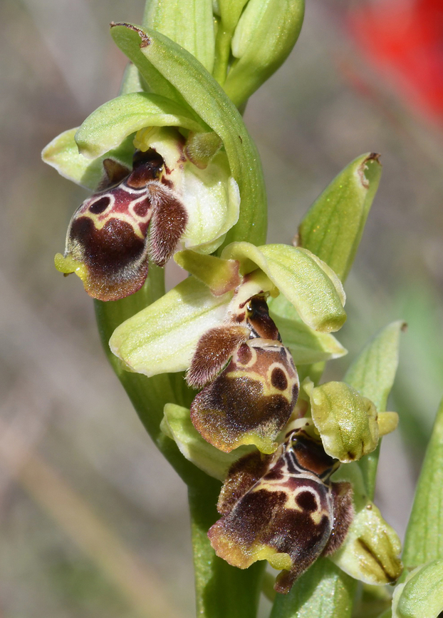 Ophrys umbilicata ssp. beeri  Geotagged,Israel,Ophrys umbilicata,Winter