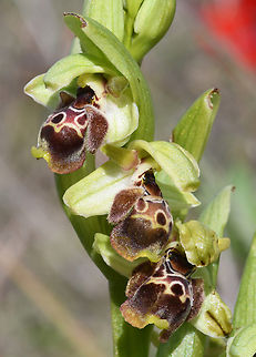 Ophrys umbilicata ssp. beeri  Geotagged,Israel,Ophrys umbilicata,Winter
