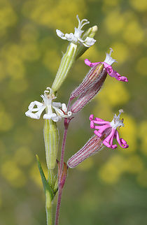Silene colorata  Geotagged,Israel,Silene colorata,Winter