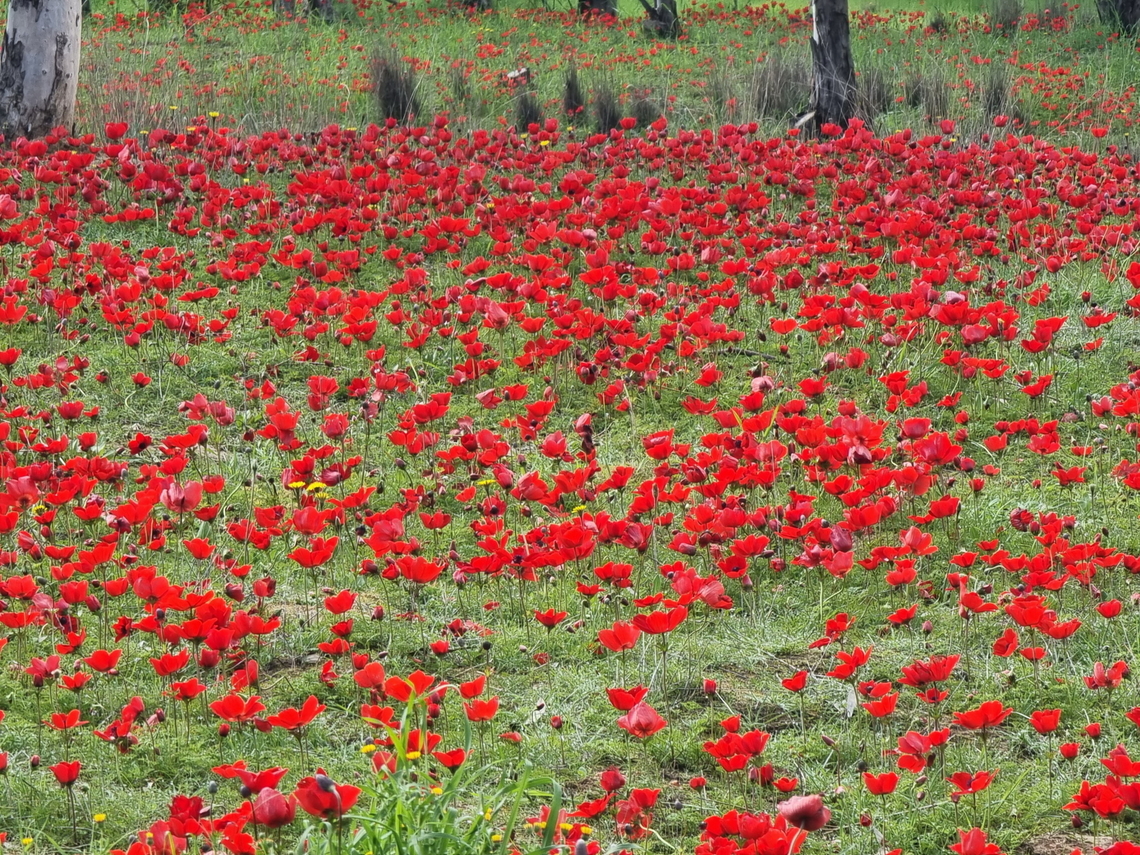 Anemone coronaria  Anemone coronaria,Geotagged,Israel,Poppy anemone,Winter