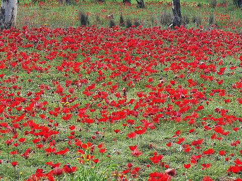 Anemone coronaria Anemone coronaria,Geotagged,Israel,Poppy anemone,Winter