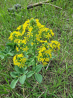 Leontice leontopetalum  Geotagged,Israel,Leontice leontopetalum,Winter