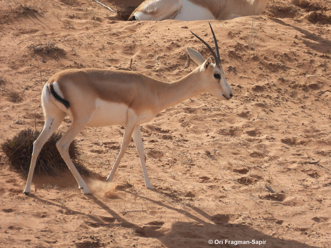 Gazella marica  Arabian sand gazelle,Gazella marica,Geotagged,United Arab Emirates,Winter