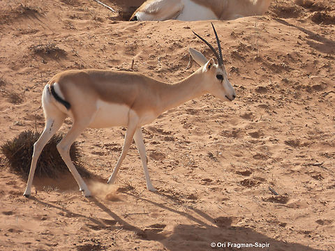 Arabian sand gazelle