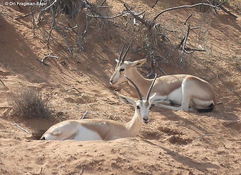 Gazella marica  Arabian sand gazelle,Gazella marica,Geotagged,United Arab Emirates,Winter