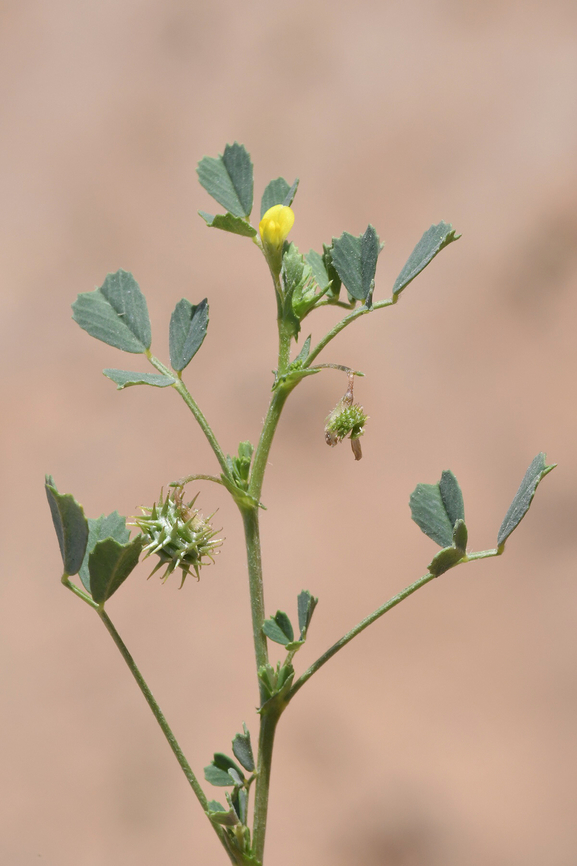 Medicago laciniata  Geotagged,Medicago laciniata,United Arab Emirates,Winter