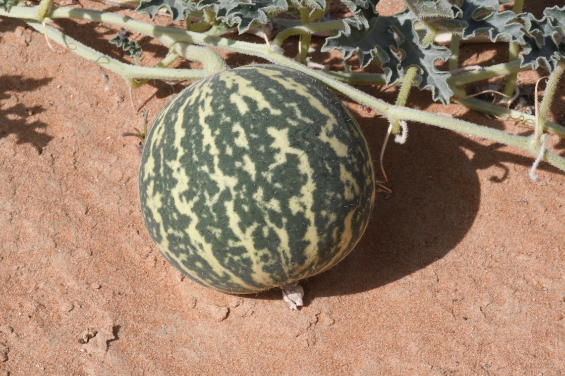 Citrullus colocynthis  Citrullus colocynthis,Colocynth,Geotagged,United Arab Emirates,Winter
