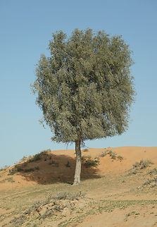 Prosopis cineraria  Geotagged,Prosopis cineraria,United Arab Emirates,Winter